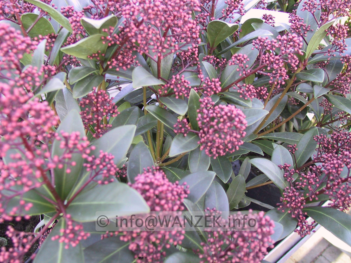 Skimmia japonica Rubella 06 Knospen unscharf.JPG